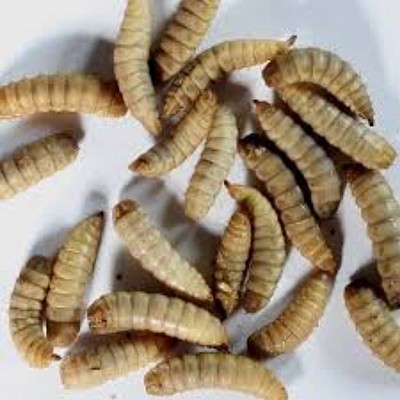BSF Maggot Production