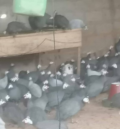 Local Breed Free Range